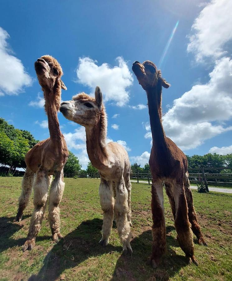 Cosy Barn On Rural Smallholding With Alpacas, Goats & Pigs Stithians 외부 사진