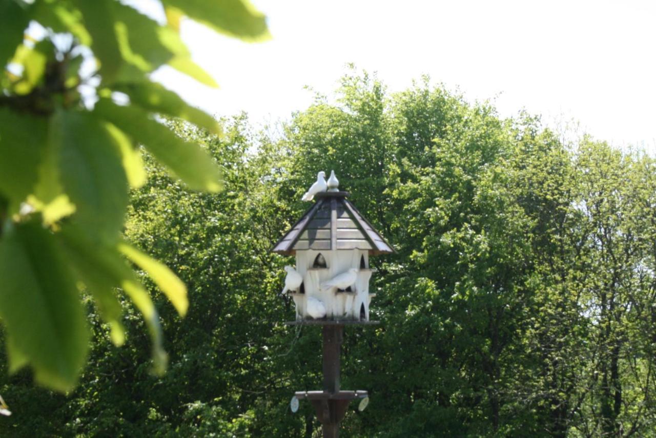 Cosy Barn On Rural Smallholding With Alpacas, Goats & Pigs Stithians 외부 사진